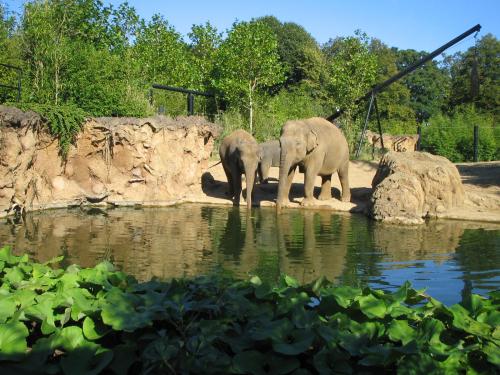 elefants in dublin zoo