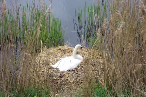Swan in the Phoenix Park